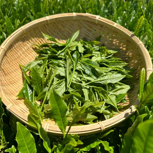 Extrato de Chá Verde Matcha